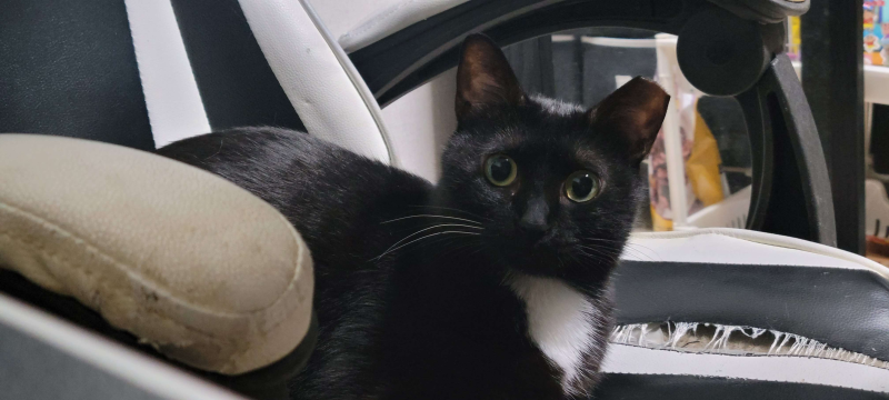 파일:코비 사진 1.png