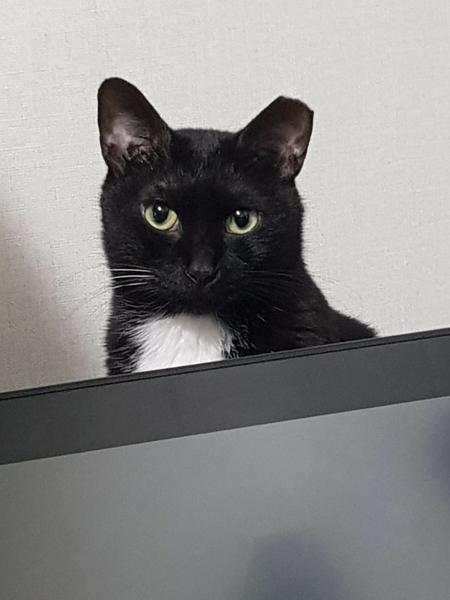 파일:코비 사진 2.png